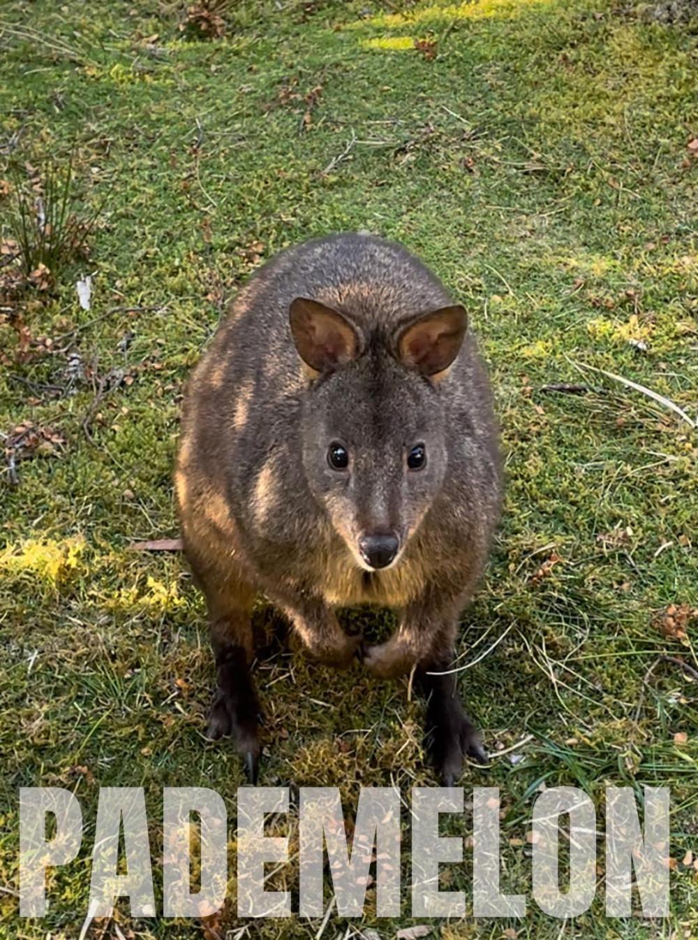 Strahan Wilderness Lodge Kültér fotó